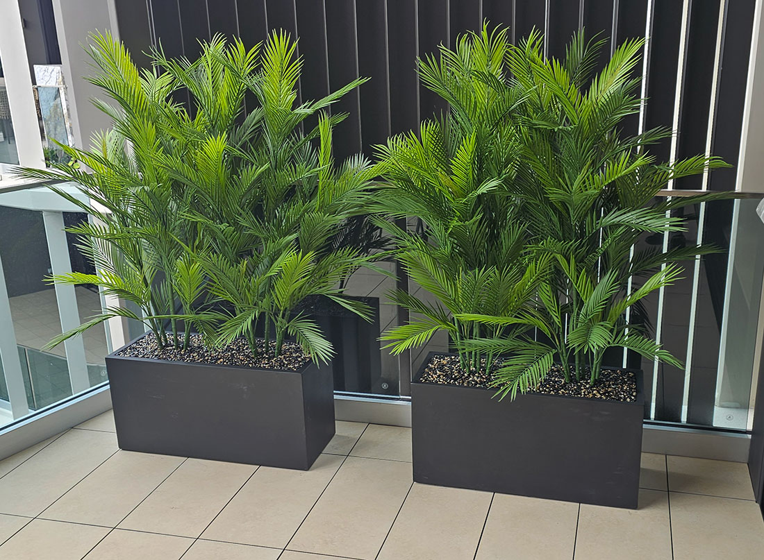 Trough Planters- with UV Parlour Palms 1.6m