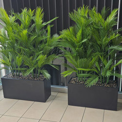 Trough Planters- with UV Parlour Palms 1.6m - artificial plants, flowers & trees - image 2