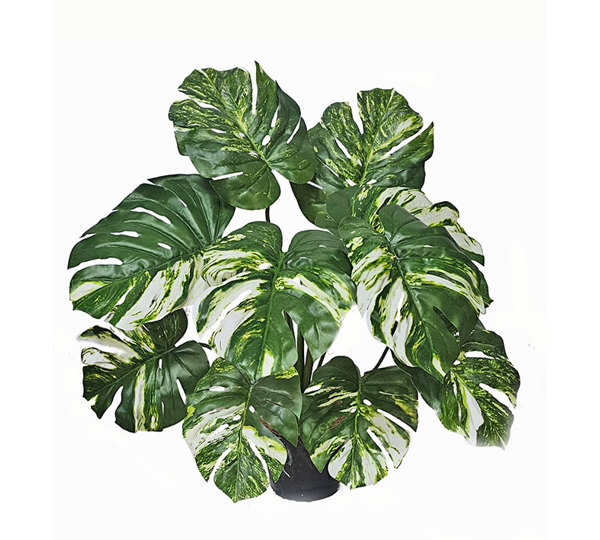 Monsterio Varegated Plant 60cm x 10 lvs