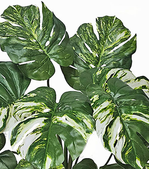 Monsterio Varegated Plant 60cm x 10 lvs 