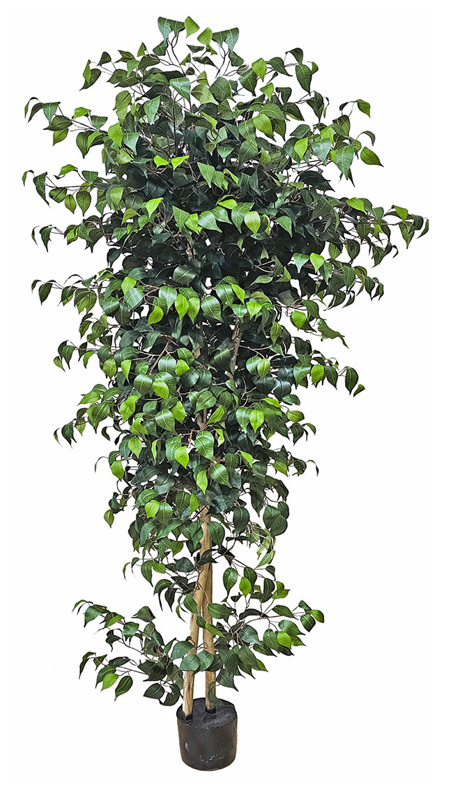 Weeping Ficus 1.8m UV-rated