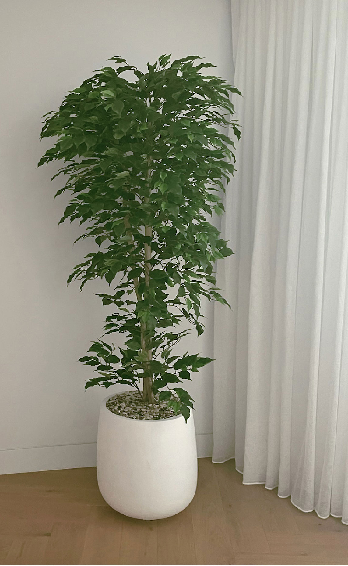 Weeping Ficus 1.8m UV-rated