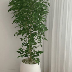 Weeping Ficus 1.8m UV-rated - artificial plants, flowers & trees - image 1