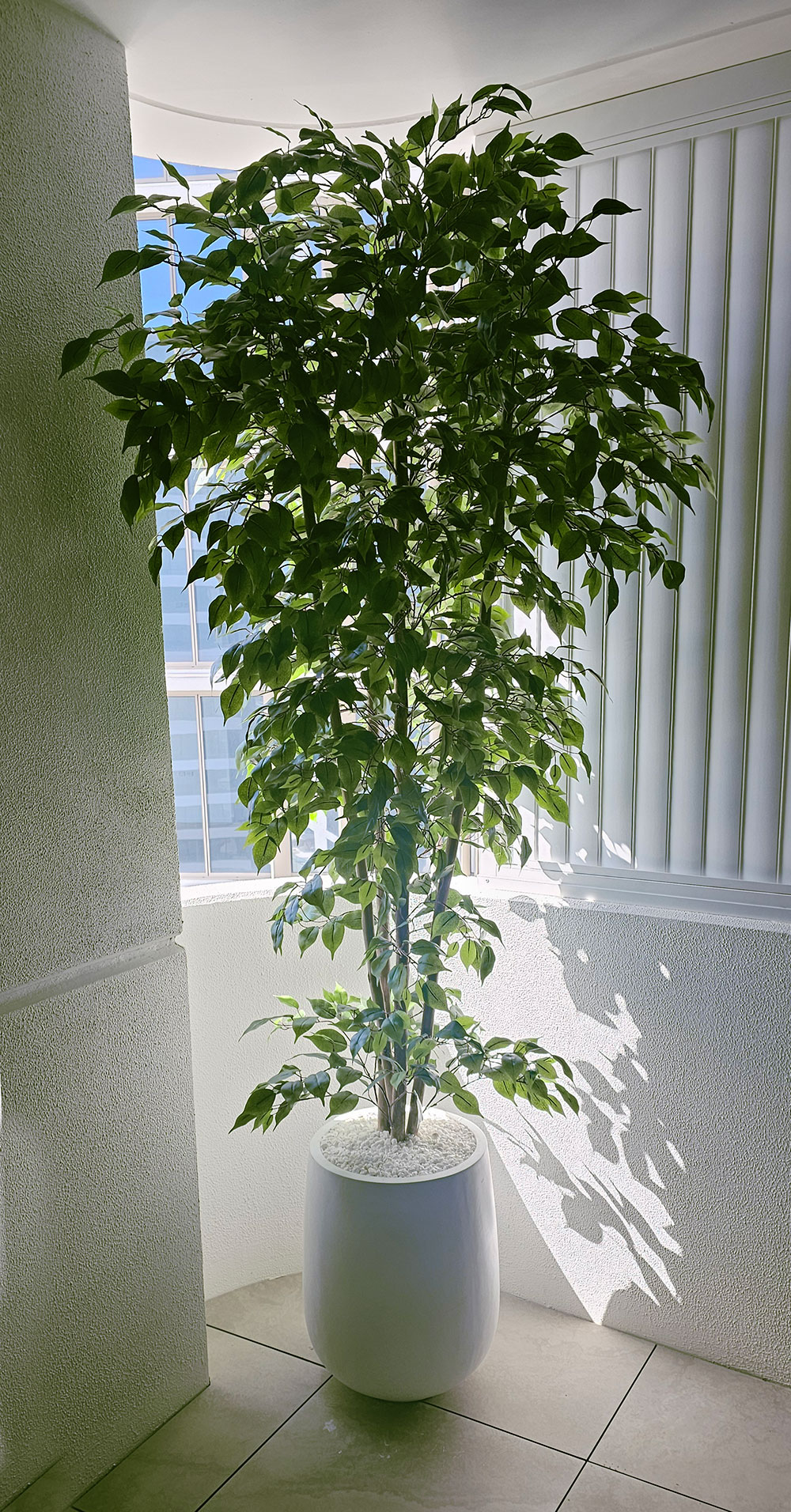 Weeping Ficus 2.4m UV-rated