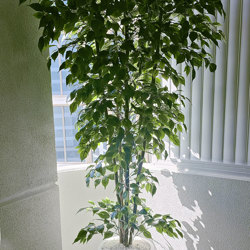 Weeping Ficus 2.4m UV-rated - artificial plants, flowers & trees - image 2