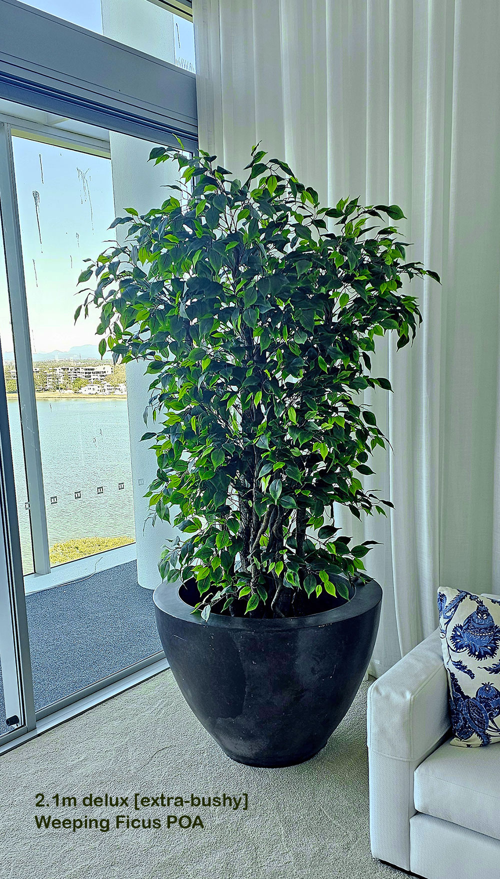 Weeping Ficus 1.8m UV-rated