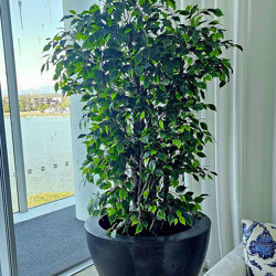 Weeping Ficus 1.8m UV-rated - artificial plants, flowers & trees - image 8