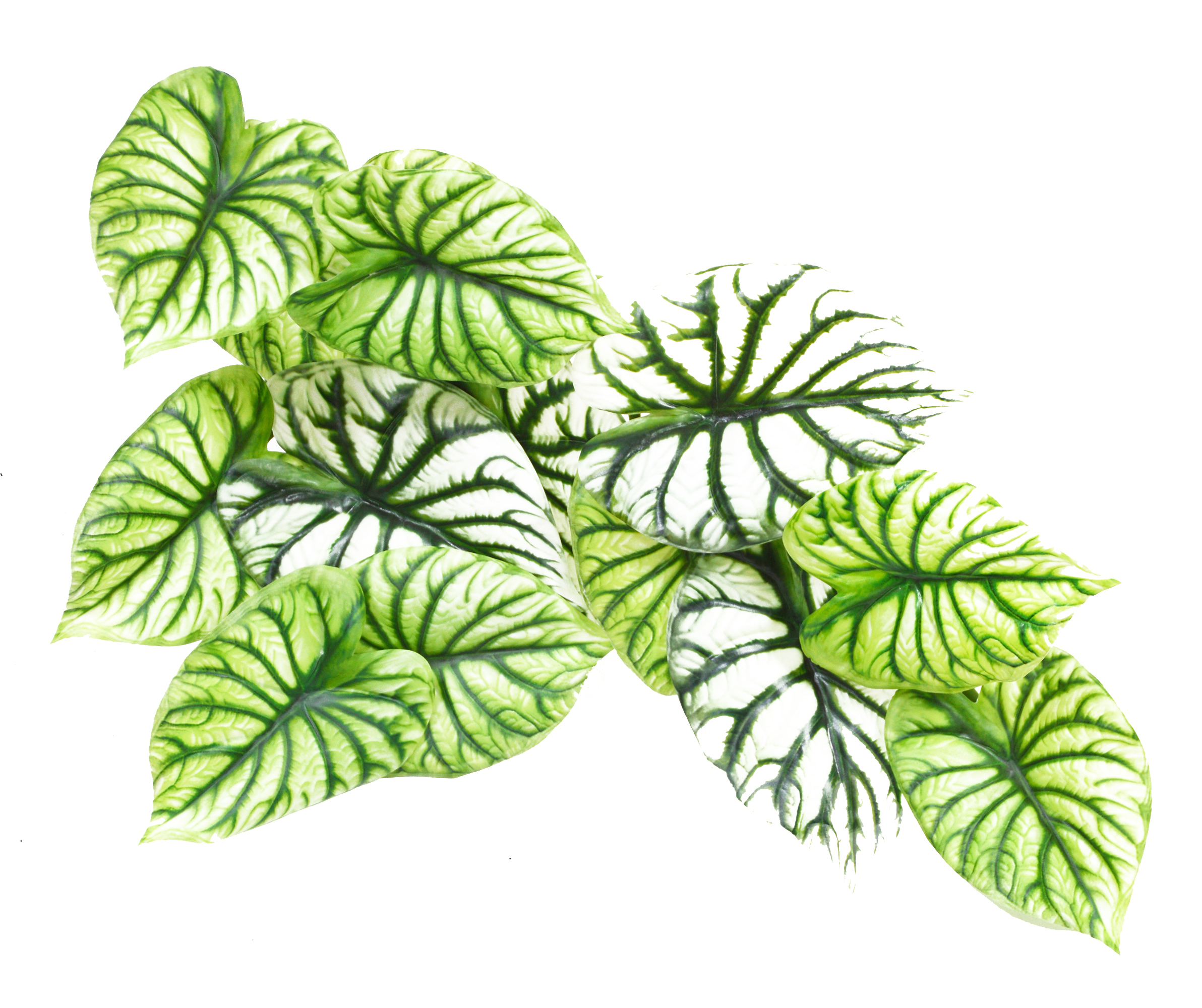 Bushes..sml trailer- Caladium green-white