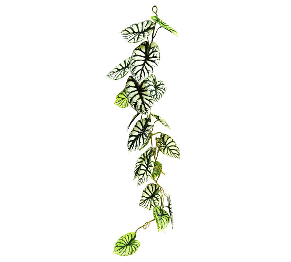 Trailing Vine- 1.2m Caladium green-white