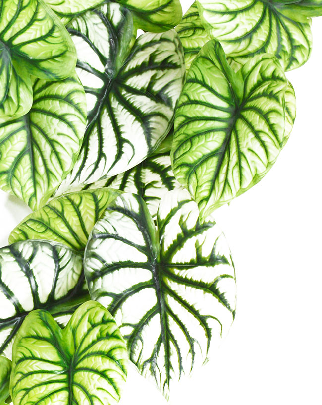 Bushes..sml trailer- Caladium green-white
