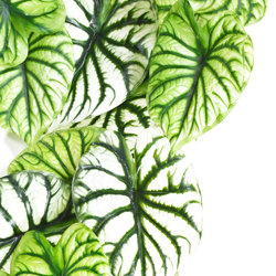 Bushes..sml trailer- Caladium green-white - artificial plants, flowers & trees - image 1