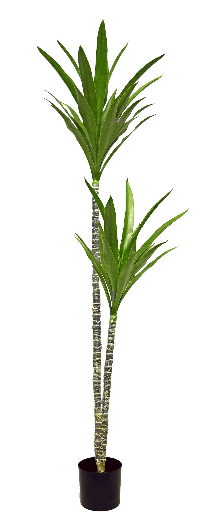 Yucca Tree- 1.8m with 2 heads