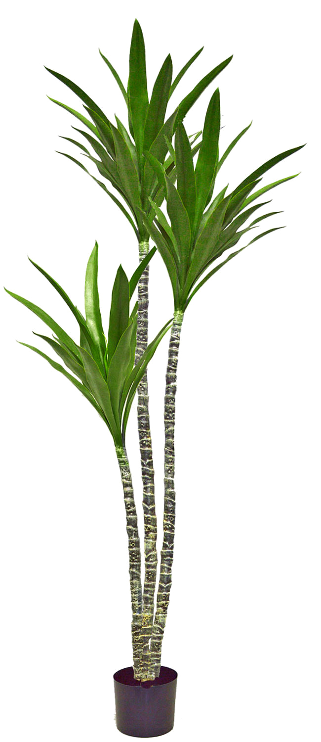 Yucca Tree- 1.8m with 3 heads