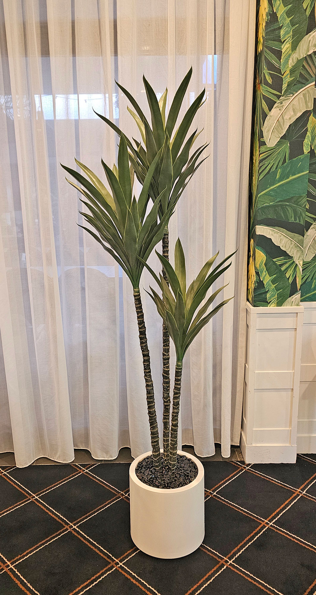 Yucca Tree- 1.8m with 3 heads