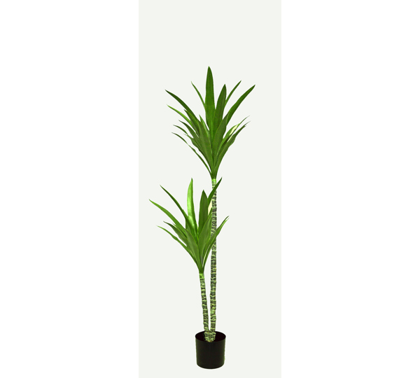 Yucca Tree- 1.6m with 3 heads