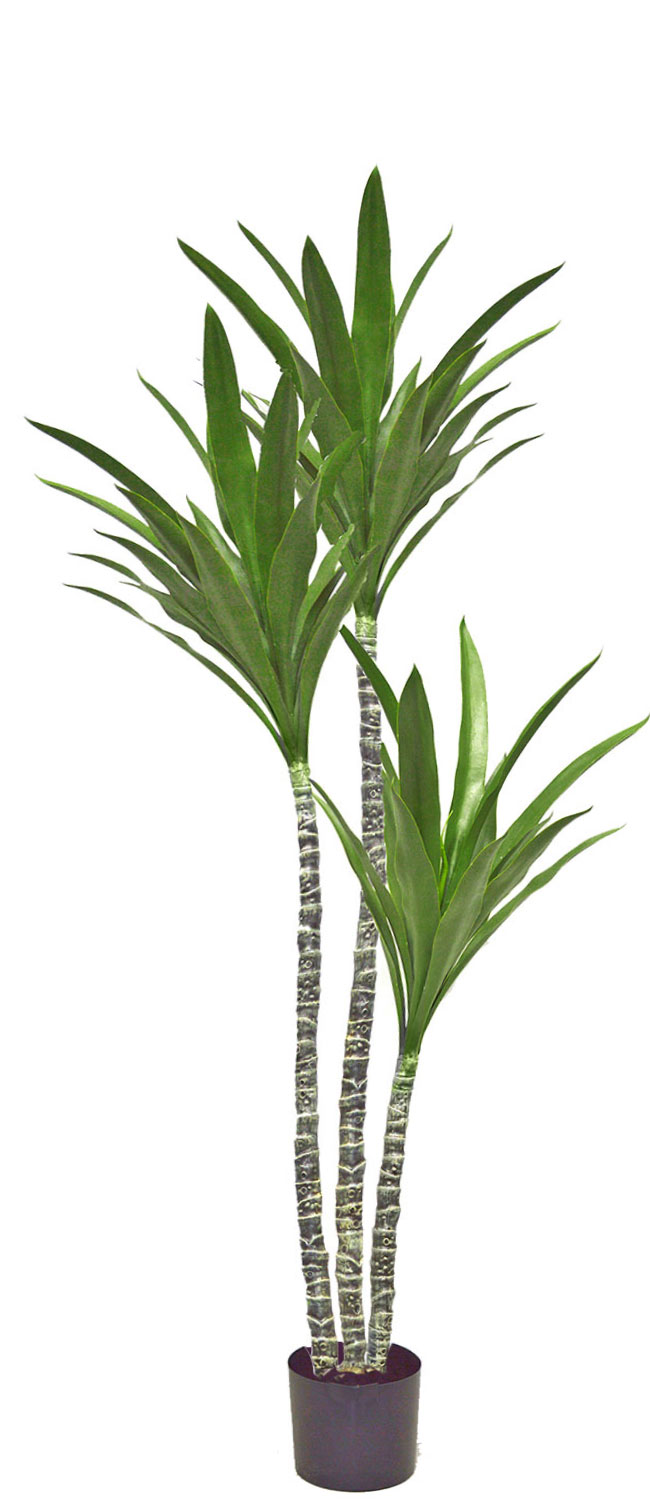 Yucca Tree- 1.6m with 3 heads