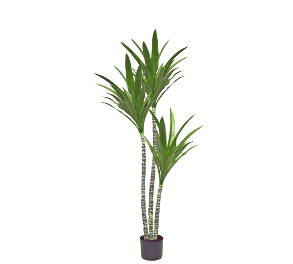 Yucca Tree- 1.6m with 3 heads
