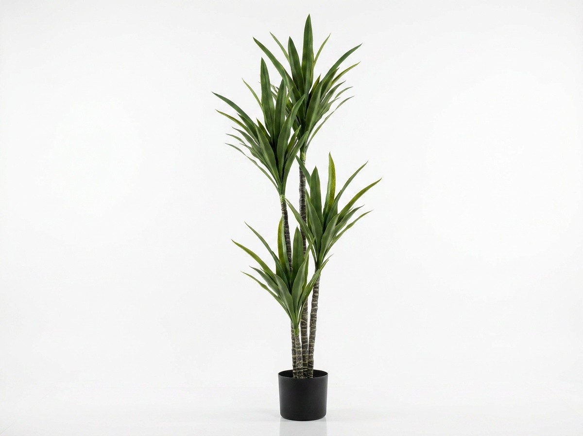 Yucca Tree- 1.8m with 4 heads
