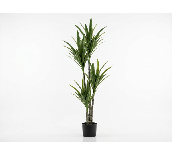 Yucca Tree- 1.8m with 4 heads
