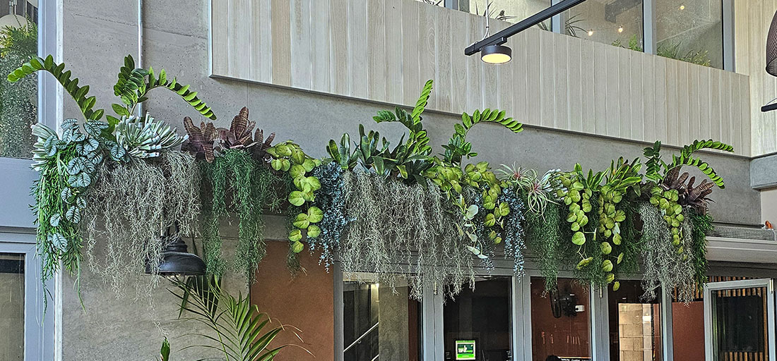 'Funky' greenery mix for wall-planter