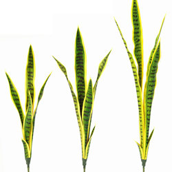 Sanseviera Plants- loose in 60cm size   - artificial plants, flowers & trees - image 4