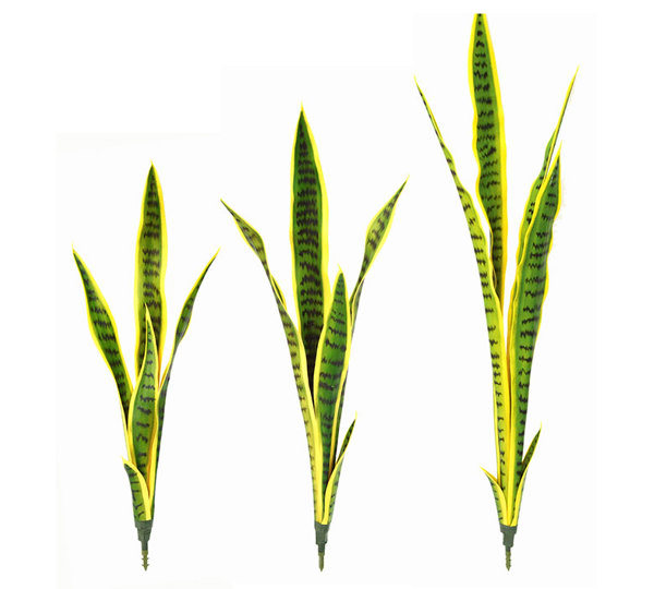 Sanseviera Plants- loose in 60cm size