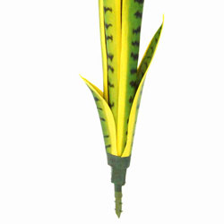 Sanseviera Plants- loose in 60cm size   - artificial plants, flowers & trees - image 2