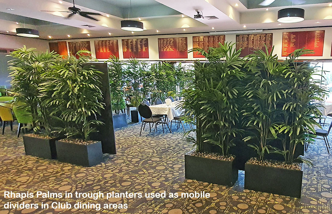 Dividing trough planters in Club restaurant