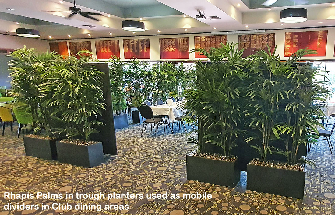 Dividing trough planters in Club restaurant  