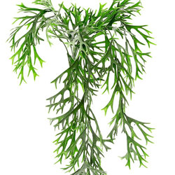 UV-Trailer: Staghorn Fern 70cm - artificial plants, flowers & trees - image 1