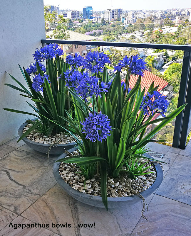 Colour & Greenery brighten-up penthouse balcony image 4