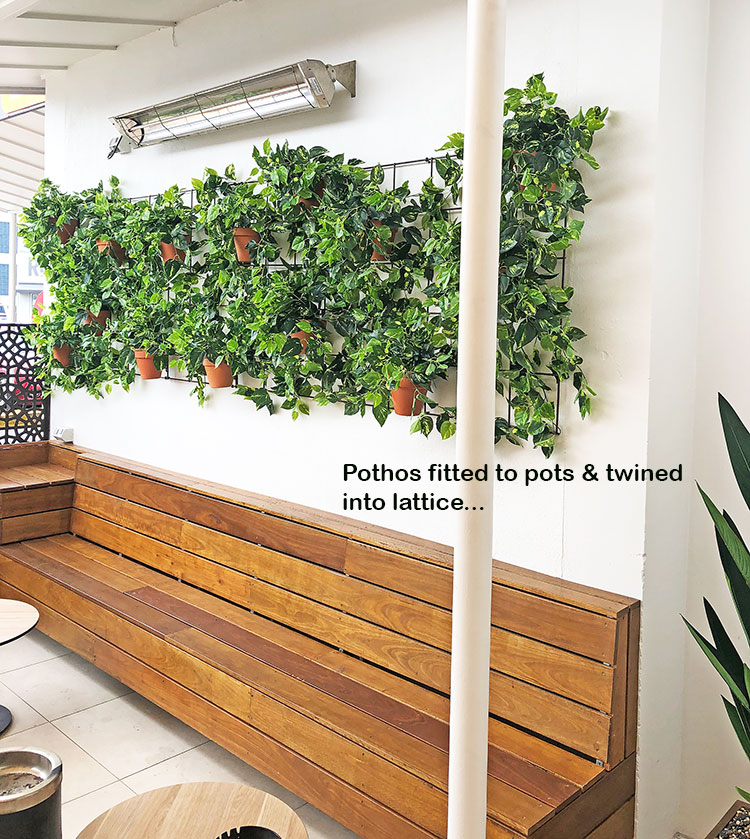 Simple 'Greenification' of Bar area using Vines on wall... image 3