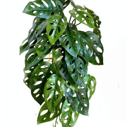 Swiss Cheese Plant- trailing - artificial plants, flowers & trees - image 3