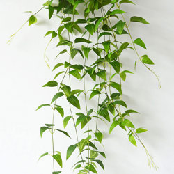 Trailing Tea-Leaf Plant - artificial plants, flowers & trees - image 10