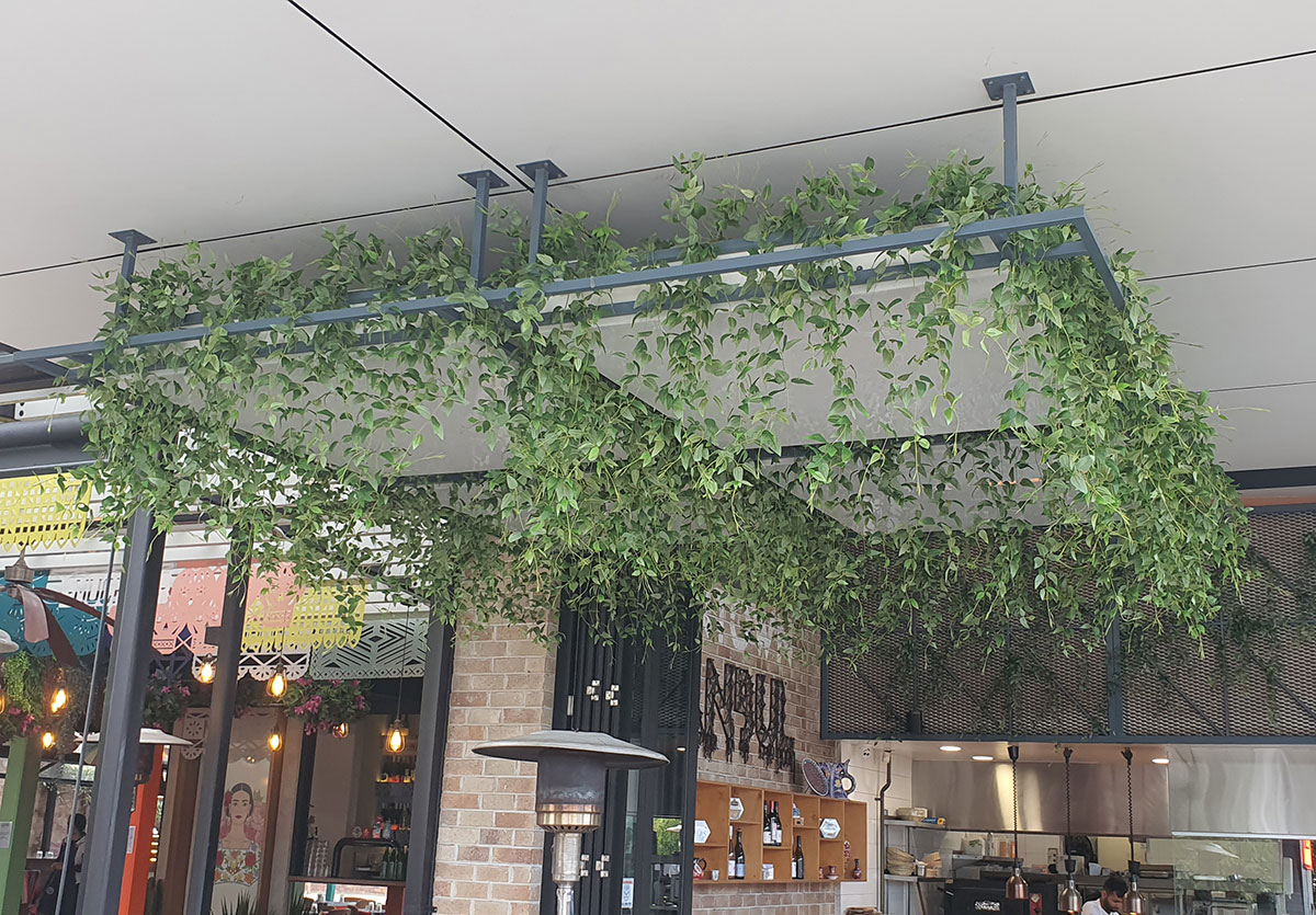 ceiling greenery softens atmosphere & echo in restaurant