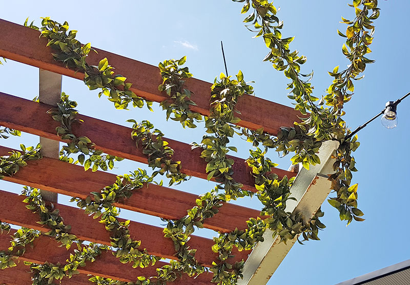 Full-Sun artificial Vines in exposed office complex courtyard... image 5