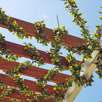 Full-Sun artificial Vines in exposed office complex courtyard... poplet image 4