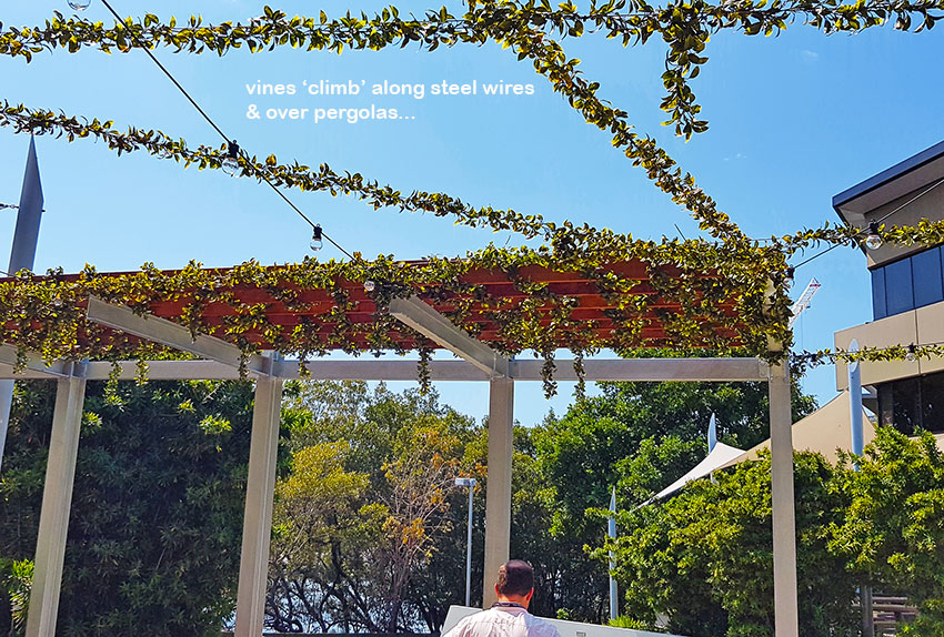 Full-Sun artificial Vines in exposed office complex courtyard... image 2