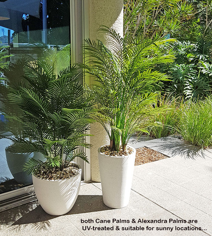 potted palms for sunny spot