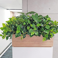 Small privacy planters in office... poplet image 4