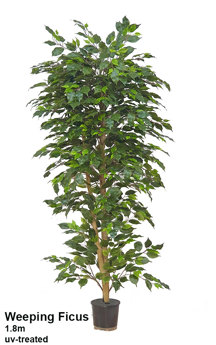 Weeping Ficus 1.8m UV-rated