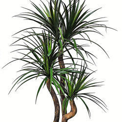 Yucca 1.4m with 5 heads - artificial plants, flowers & trees - image 9